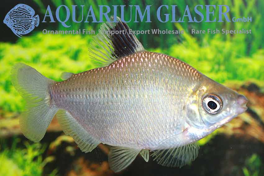 Distichodus affinis - Aquarium Glaser GmbH